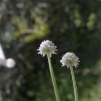 Eriocaulon thysanocephalum S.M.Phillips